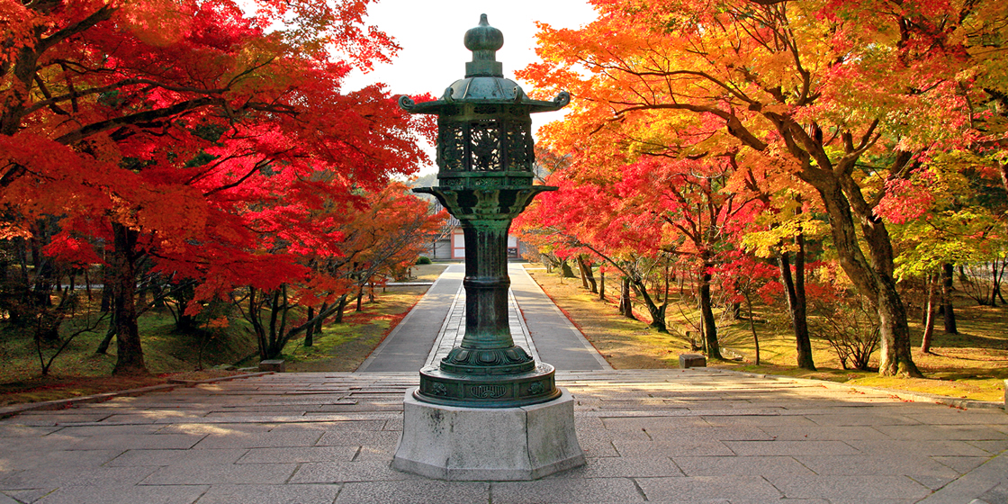 桜の名所 仁和寺｜３つの世界遺産を巡る観光道路「京都きぬかけの路」